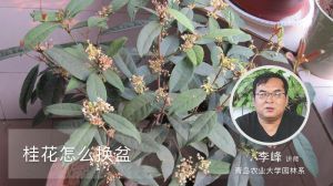 桂花怎么换盆