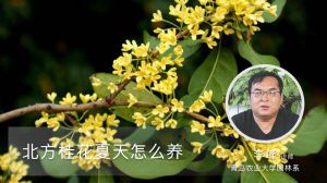北方桂花夏天怎么养