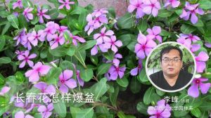 长春花怎样爆盆