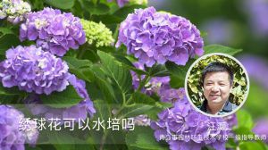 绣球花可以水培吗