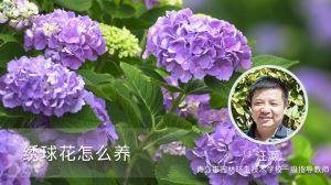 绣球花怎么养