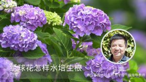 绣球花怎样水培生根