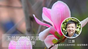 玉兰的养殖方法和注意事项