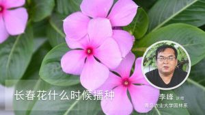 长春花什么时候播种
