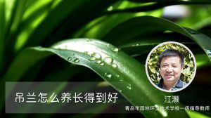 吊兰怎么养长得好