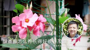 飘香藤怎么养长得好长得茂盛