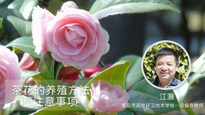 茶花的养殖方法和注意事项