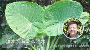 滴水观音怎么浇水