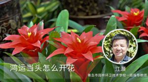 鸿运当头怎么开花