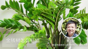 金钱树怎么扦插