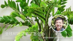 金钱树叶子黄了怎么办