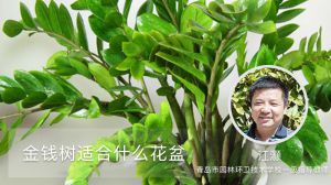 金钱树适合什么花盆