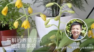 石斛的养殖方法和注意事项