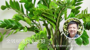 金钱树浇什么水好