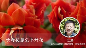 长寿花怎么不开花