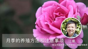 月季的养殖方法和注意事项