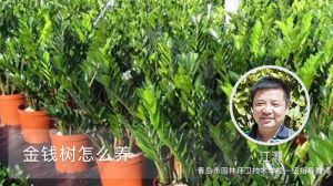 金钱树怎么养