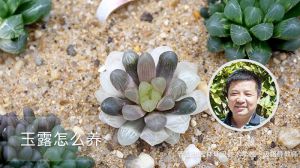 玉露怎么养