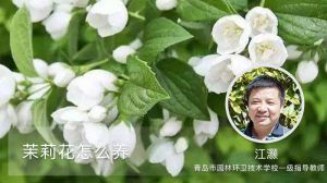 茉莉花怎么养