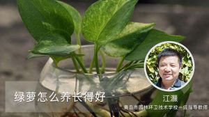 绿萝怎么养长得好
