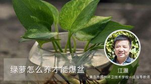 绿萝怎么养才能爆盆