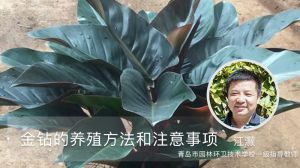 金钻的养殖方法和注意事项