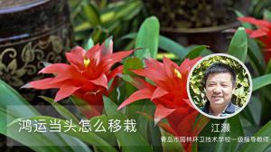 鸿运当头怎么移栽