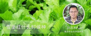 雪里红什么时候种