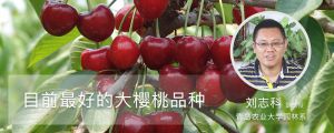 目前最好的大樱桃品种