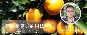 目前最高端的柑桔品种