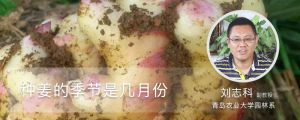 种姜的季节是几月份