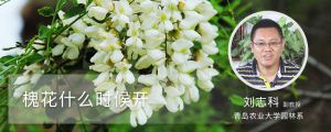 槐花什么时候开