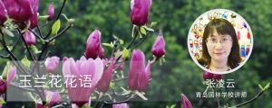 玉兰花花语