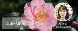 山茶花的花语是什么