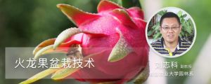 火龙果盆栽技术