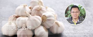 蒜头怎么种