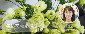 洋桔梗花语是什么