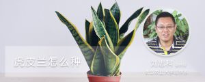 虎皮兰怎么种