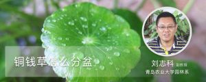 铜钱草怎么分盆