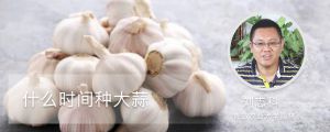 什么时间种大蒜
