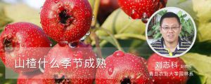 山楂什么季节成熟