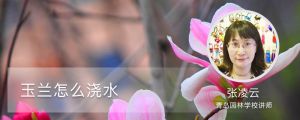 玉兰怎么浇水
