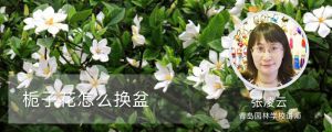栀子花怎么换盆