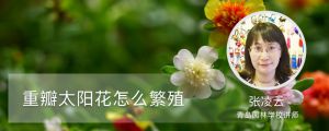 重瓣太阳花怎么繁殖