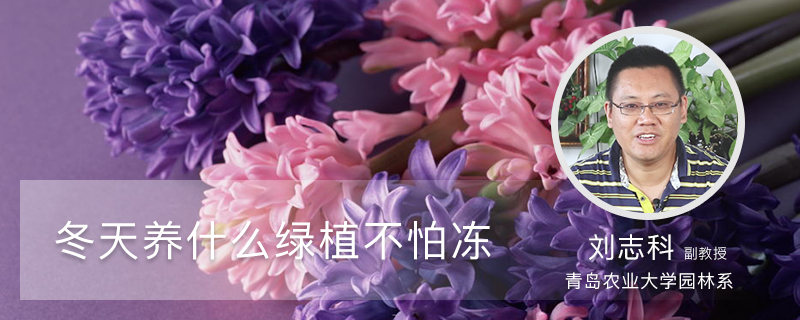 冬天养什么绿植不怕冻 冬天养什么绿植不怕冻