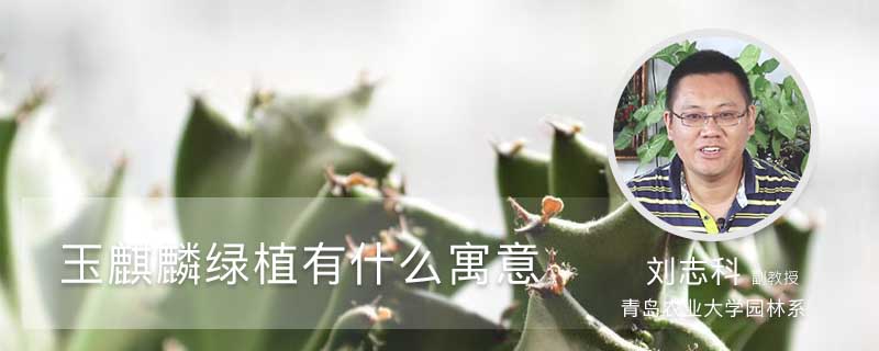 玉麒麟绿植有什么寓意