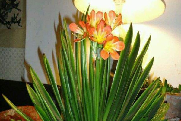 降温了!把花搬进去之前,先做这4件事,让花顺利过冬! 降温了!把花搬进去之前,先做这4件事,让花顺利过冬!