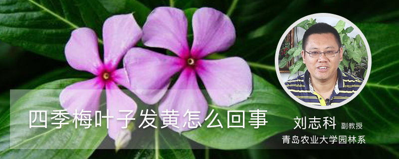 四季梅叶子发黄怎么回事 四季梅叶子发黄怎么回事