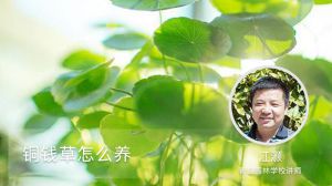 铜钱草怎么养
