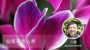 仙客来怎么养